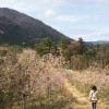 湯神社の桜