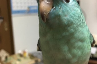 第3の仲間